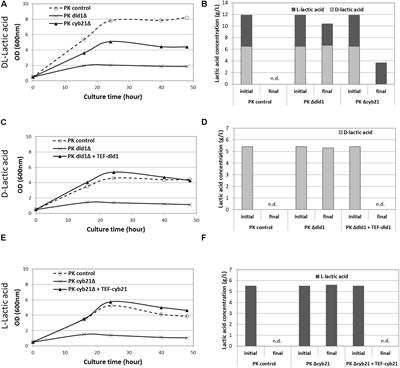 Engineering the Yeast Yarrowia lipolytica for Production of Polylactic Acid Homopolymer